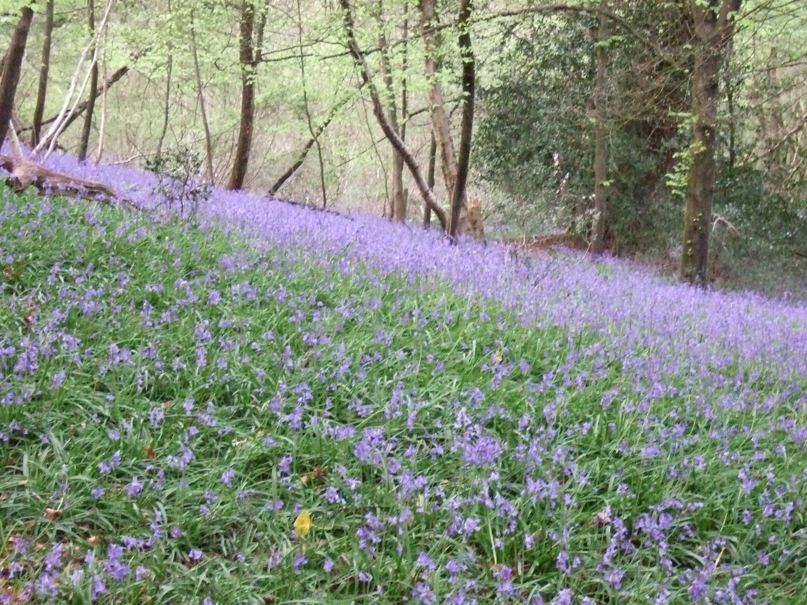 Living Seasons: Kew Garden - キュー・ガーデンへ行きませんか？